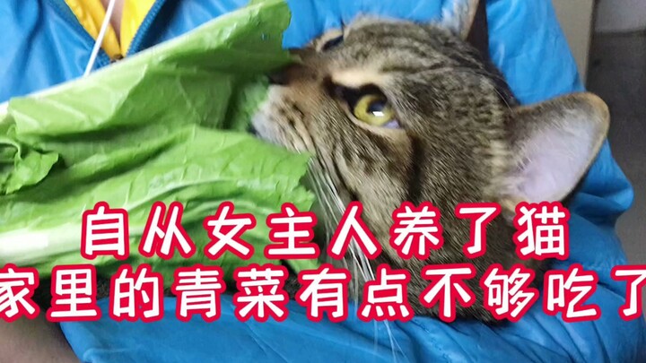 自从女主人养了猫之后，家里的青菜就不够吃饭，网友：这是兔子吗？