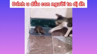 Đánh u đầu con nhà người ta