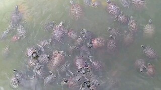 深圳东山古寺放生池实拍，巴西龟成灾，一看到人就全游过来抢吃了