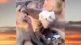 Monyet gilaa
