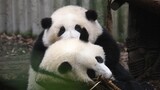 【Panda He Hua & He Ye】Boisterous Big Sister