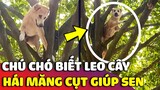 Chú chó với 'KỸ NĂNG LEO CÂY' thượng thừa khiến ai xem được cũng phải HÁ HỐC MỒM 😅 | Gâu Đần