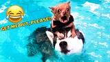 Funniest Animal Videos 2023😅 Best Funny Cats & Dogs Videos🥰 v3