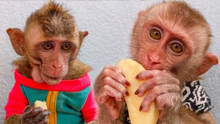 The Eating Champion!! Wow, tiny Toto and Yaya enjoy eating an Apple so much