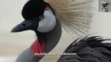 AFRICAN GREY CROWNED CRANE Close-up