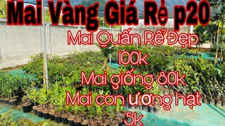 mai vàng giá rẻ p20 | 0902166514 Chị Phương | mai quấn rể đẹp giá 100k _ mai giống 80k - mai con 5k