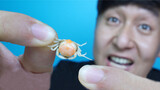 Mencicipi kepiting terkecil di dunia