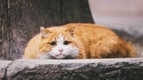 [แมวเหมียว] แมวส้มที่กลายร่างเป็นแมวหนอนอ้วน