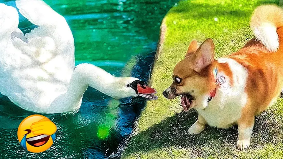 Best Funny Animal Videos 2022 πΊπ - Funniest And Cute Dogs And Cats Videos π - Bilibili Best Funny Animal Videos 2022 πΊπ - Funniest And Cute Dogs And Cats Videos π - Bilibili