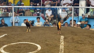 Gold Win - 4 stag derby (Lipa City Sport Complex)