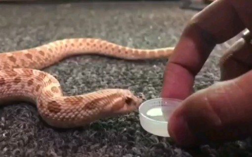 [Animals]What would happen if you feed hognose snake water