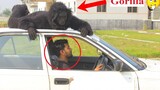 Gorilla Attack Prank เล่นตลกกอริลลาปลอมที่น่ากลัวในการเล่นตลกปฏิกิริยาสาธารณะ !! ตอนที่-8