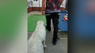 Khôn như mày quê tao đầy dog funnydog clipvui chó_cưng