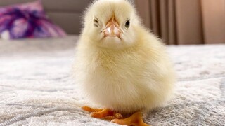 Newborn Baby Chick lost the fight with sleep