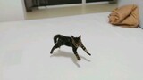 [Cat Vlog] This little kitten is getting hyper...