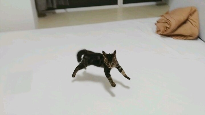 [Cat Vlog] This little kitten is getting hyper...