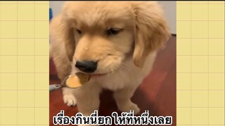 เพื่อนตัวน้อย สัตว์เลี้ยงแสนซน : เรื่องกินนี่ยกให้ที่หนึ่งเลย