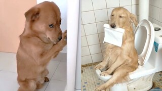 Smart Dogs Compilation