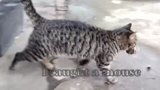 [Kucing Dragon Li] Memamerkan Tikus yang Ditangkap kepada Pemilik