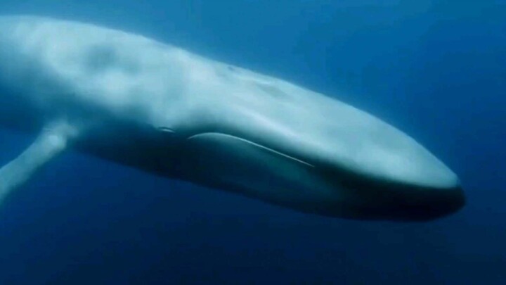 วาฬสีน้ำเงิน ความโดดเดี่ยวใต้ทะเลลึก