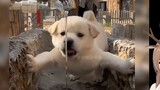 Hươu Nhật Bản xem "Con chó con có thể có những suy nghĩ xấu gì" #VUP slice