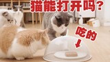 猫为了吃能有多努力？把罐头罩住后我惊了