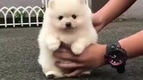 [Little Milk Dog] This kid, is there something wrong with your neck?