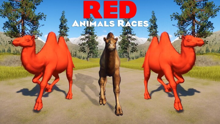 Red Color Grizzly Bear, Mammoth, Rhino, Zebra & All Red Colored Animals Speed Races in Planet Zoo 🦏🦍
