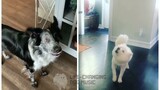 Pain but Dogs Sung It (Dogs Version Cover)