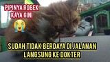 Astagfirullah Anak Kucing Menangis Di Jalanan Minta Tolong Karena Pipinya Robek Ini Penyebabnya.