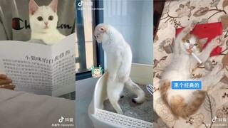 Những chú mèo hề hước - Funny Cat