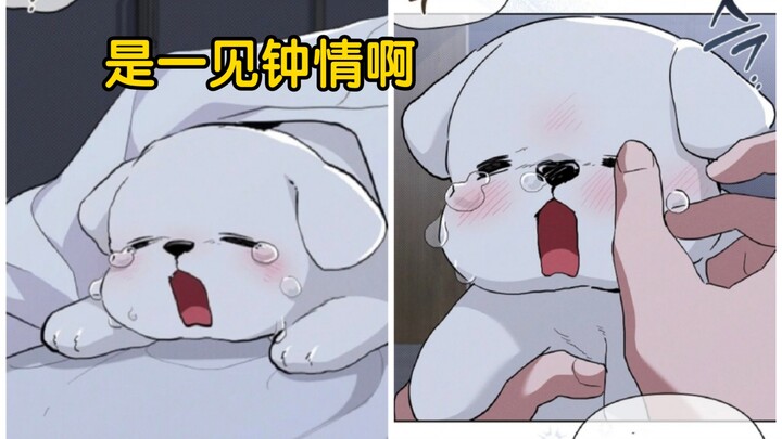 第一季完结篇】小狼对小狗是一见钟情呀！