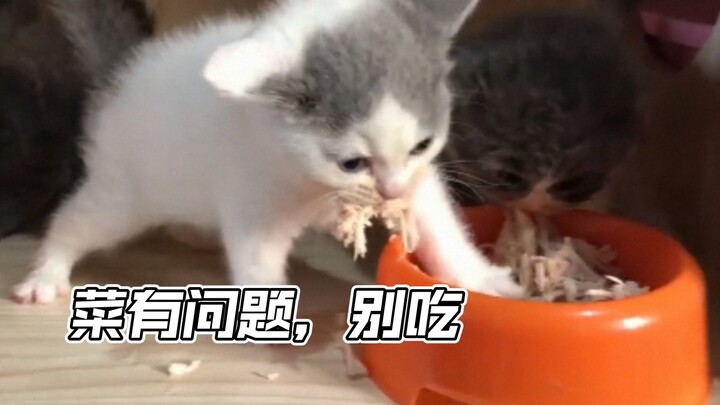 《猫猫队干大饭》