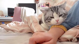 Kucing Manja Kembali Menarik Perhatian, Membuatku Tak Bisa Gerak