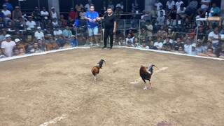 3hits ulutan 2nd fight win