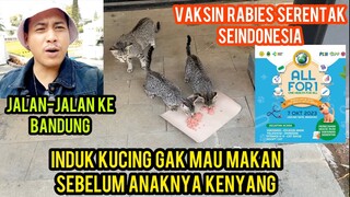 Masya Allah Induk Kucing Gak Mau Makan Sebelum Anak-Anaknya Kenyang