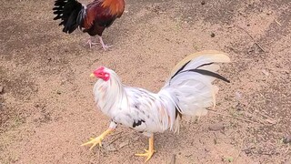 Boston roundhead vs lemon legs white