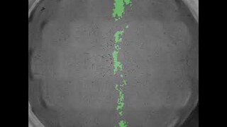 Scratch Assay: Kinetic analysis of in vitro wound closure by keratinocytes