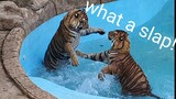 Sometimes Tigers slap each other around for fun!