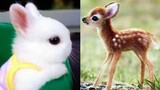 Bayi Hewan Lucu-Lucu | Cute Baby Animals