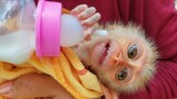 Feed Milk For Tiny Poor Baby Monkey Luxy, He Doesn't Want To Drink At All
