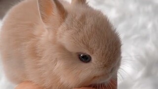 Bạn yêu thích thỏ, đừng bỏ qua video này