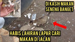 Induk Kucing Kelaparan Habis Melahirkan Meninta Makan Di Pasar..!