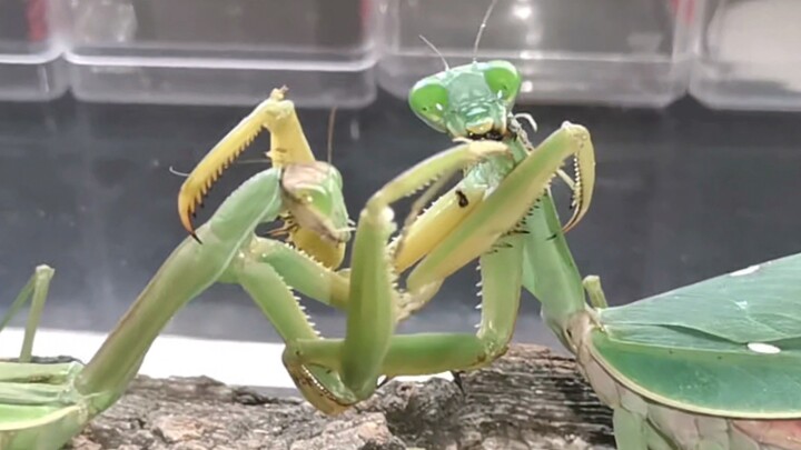 [Animals] Giant Malaysian Stick Mantis VS Chinese Mantis