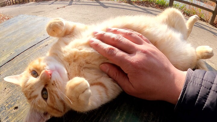 一只可爱的猫可以被人类以无保护的姿势触摸