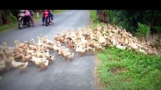 meme Cực kì hài hước là đàn vịt này
