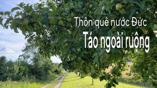 Táo quằn cành ngoài ruộng. Thôn quê nước Đức đẹp như tranh | Cuộc sống ở Đức