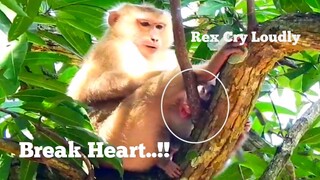 Break Heart..!!, Baby​ Monkey Rex​ Cry Loudly, Why Newborn Baby Cry Like This,Looking Baby So Sleepy