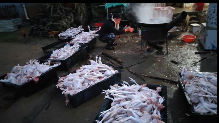 Saya harus menemukan cara untuk menjual puluhan ribu ayam setelah kehilangan seluruh uang saya. Saya