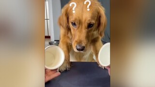 😂😂 funny funnyvideo dog pet PetsOfTikTok 😂 funnypet hahaha